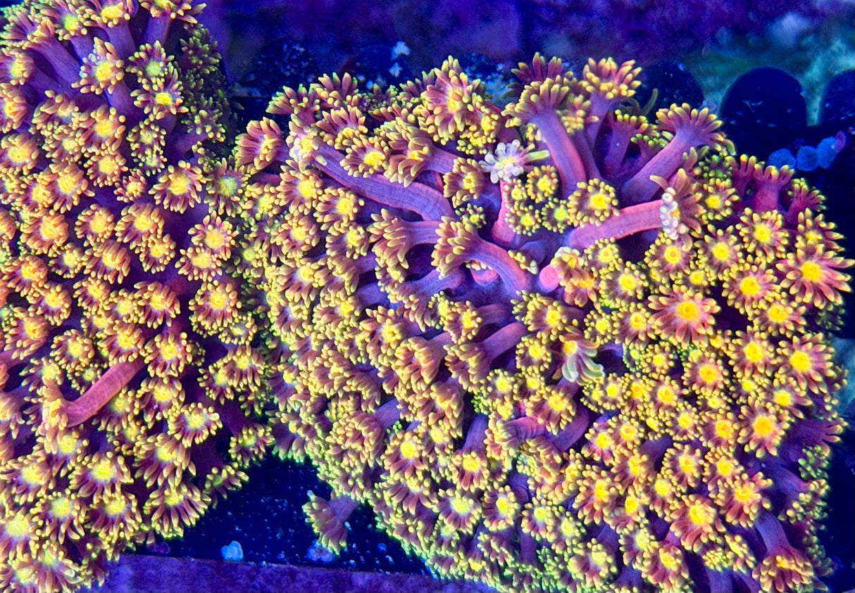 TSA Laffy Taffy Goni (Rainbow Bernadpora)