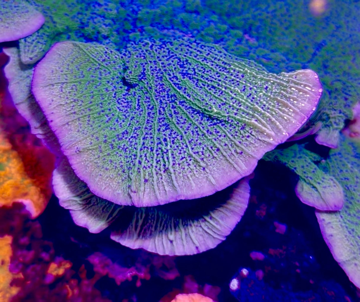 195 JF Blue Flower Montipora