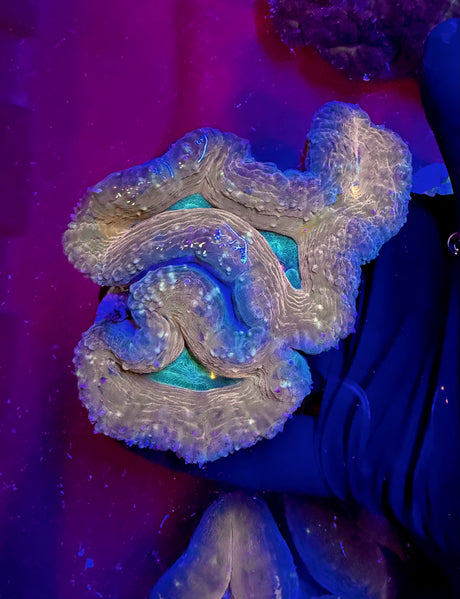 008 Ultra Lobophyllia - WYSIWYG