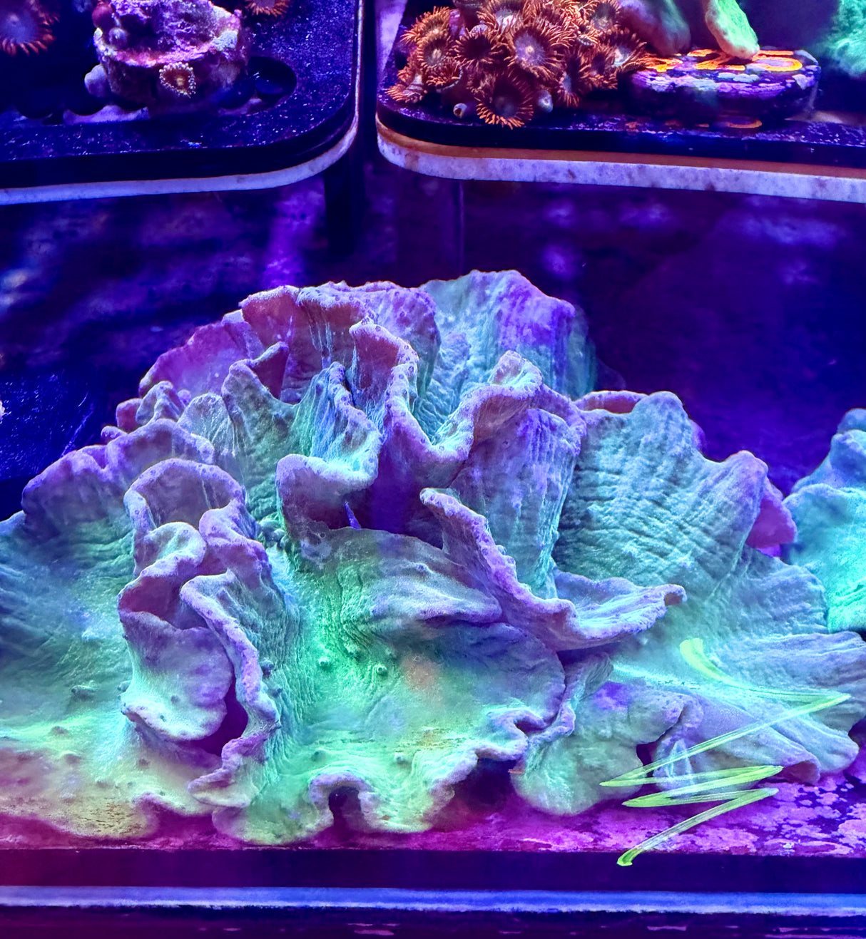 Green and Purple Cabbage Coral