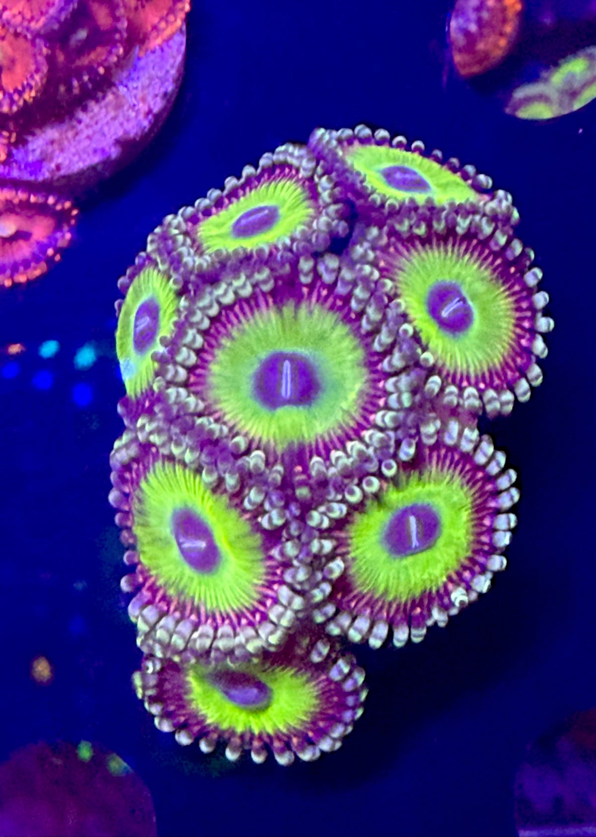 Sour Apple Zoas