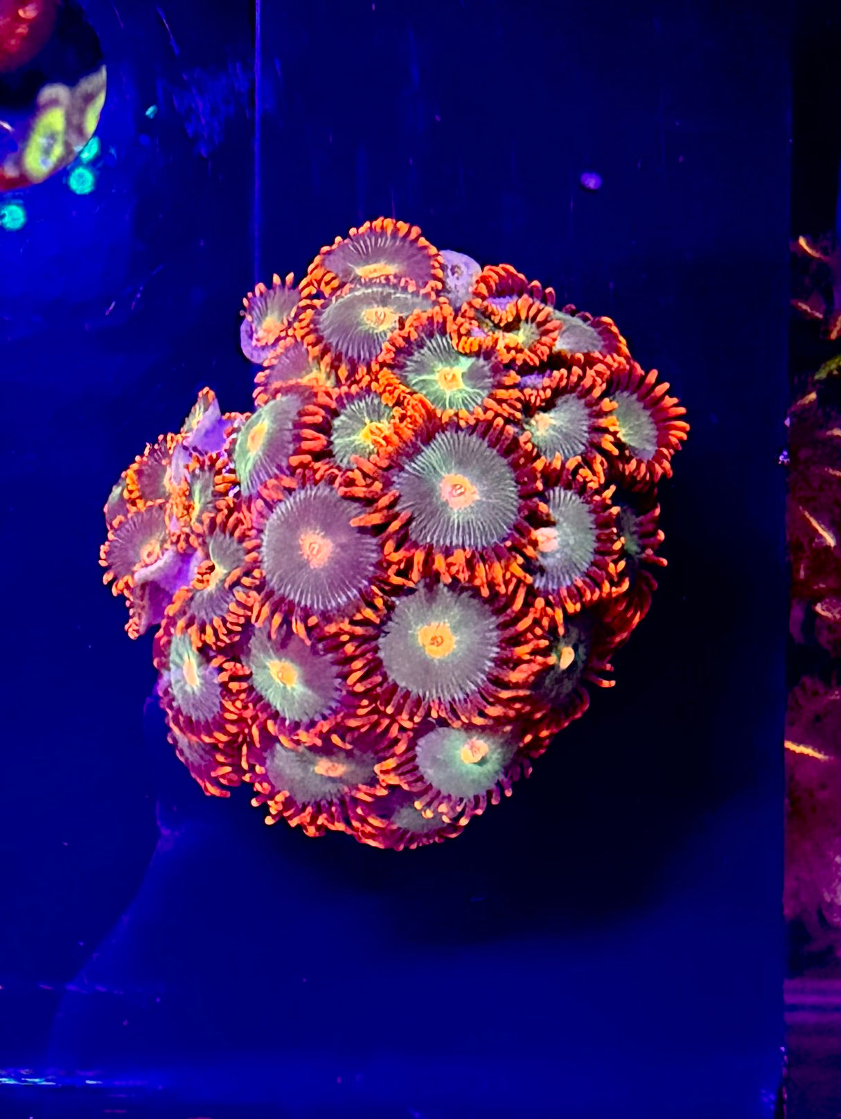 Pumpkin Patch Zoas