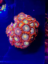 Pumpkin Patch Zoas