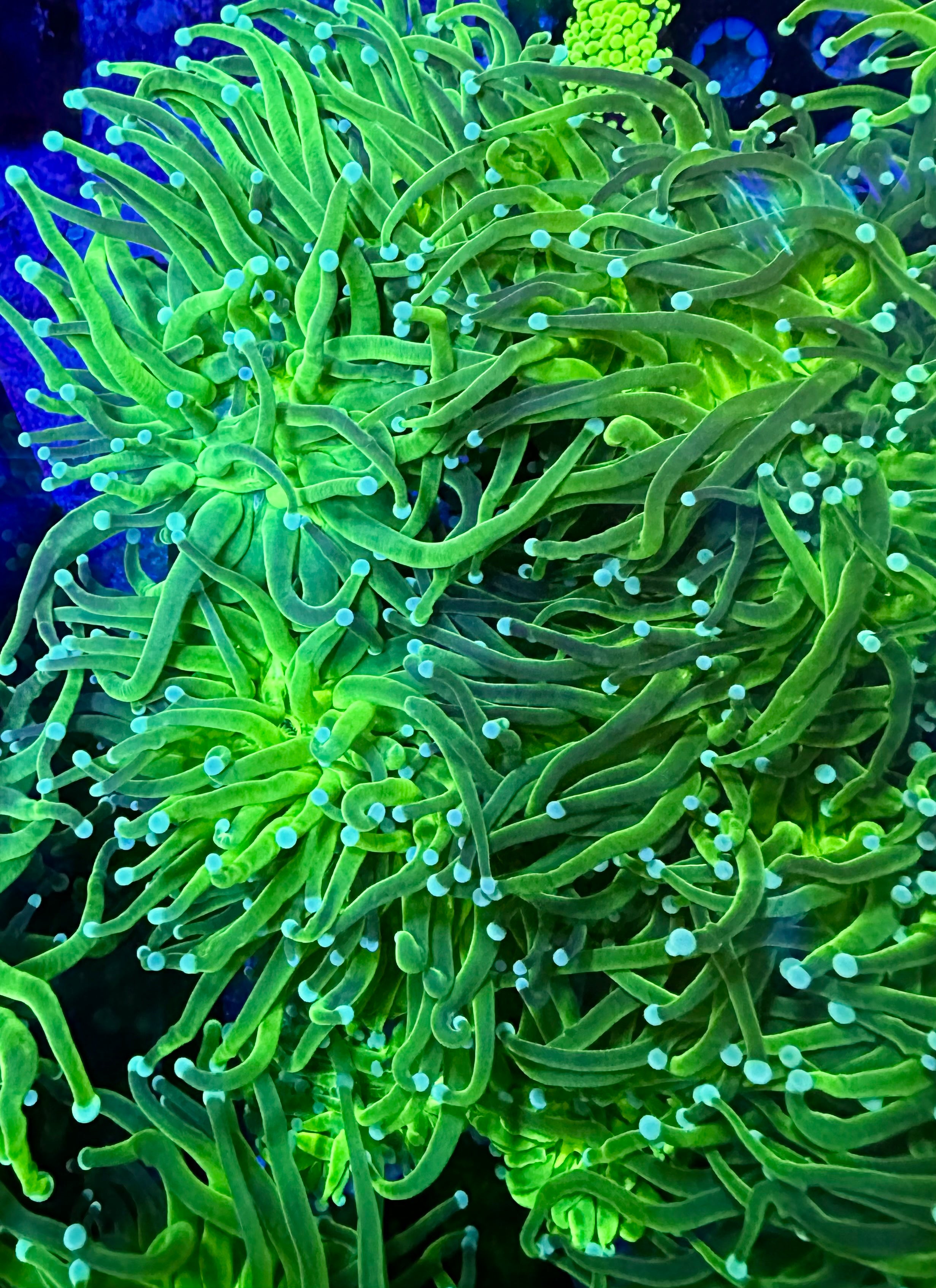 574 OG Green Hulk Torch – New Wave Aquaria