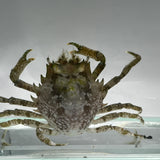 Pithos Crab