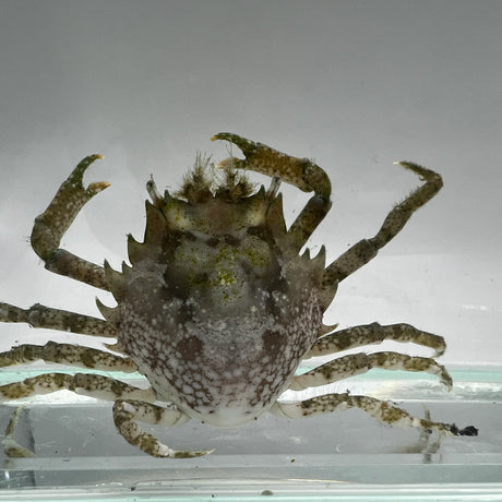Pithos Crab