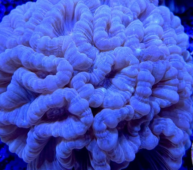 Purple Rain Trumpet Coral