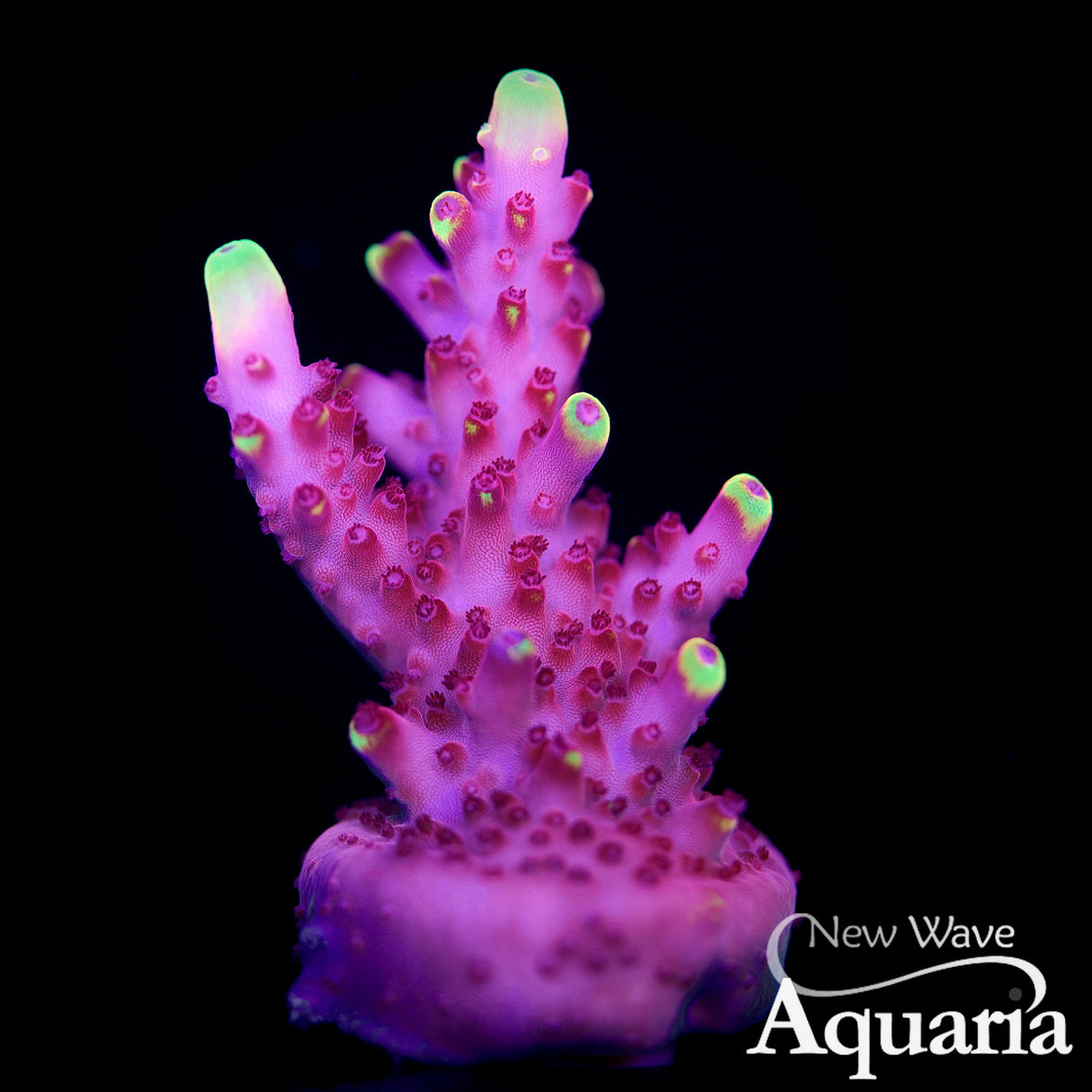 JF Fox Flame chunky frag - WYSIWYG