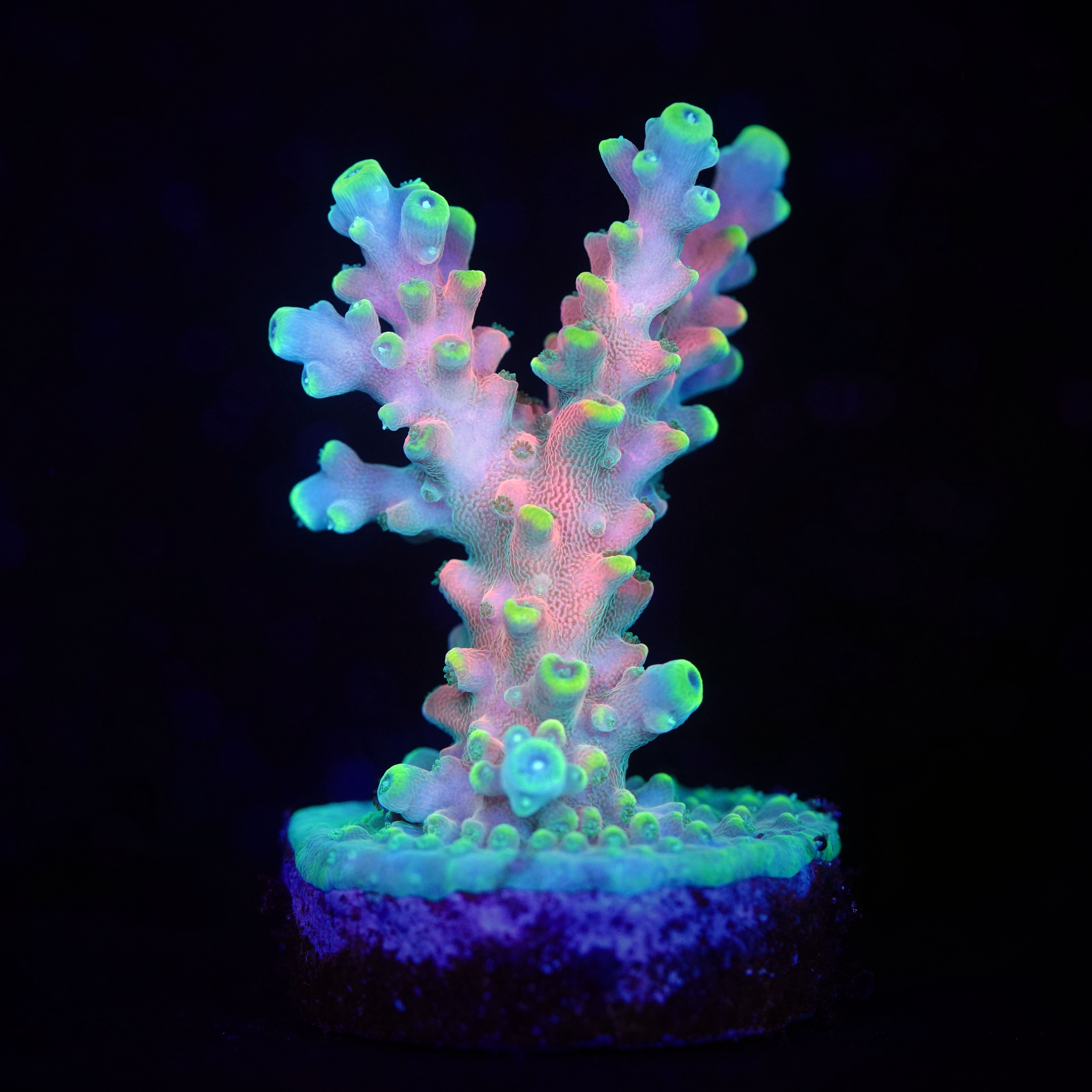 176: WWC King Fiji – New Wave Aquaria