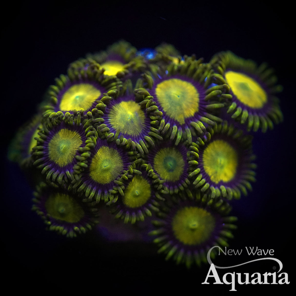 King Midas Zoa