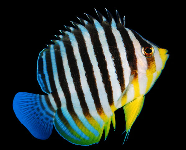 Multibar Angelfish (Biota Captive Bred)