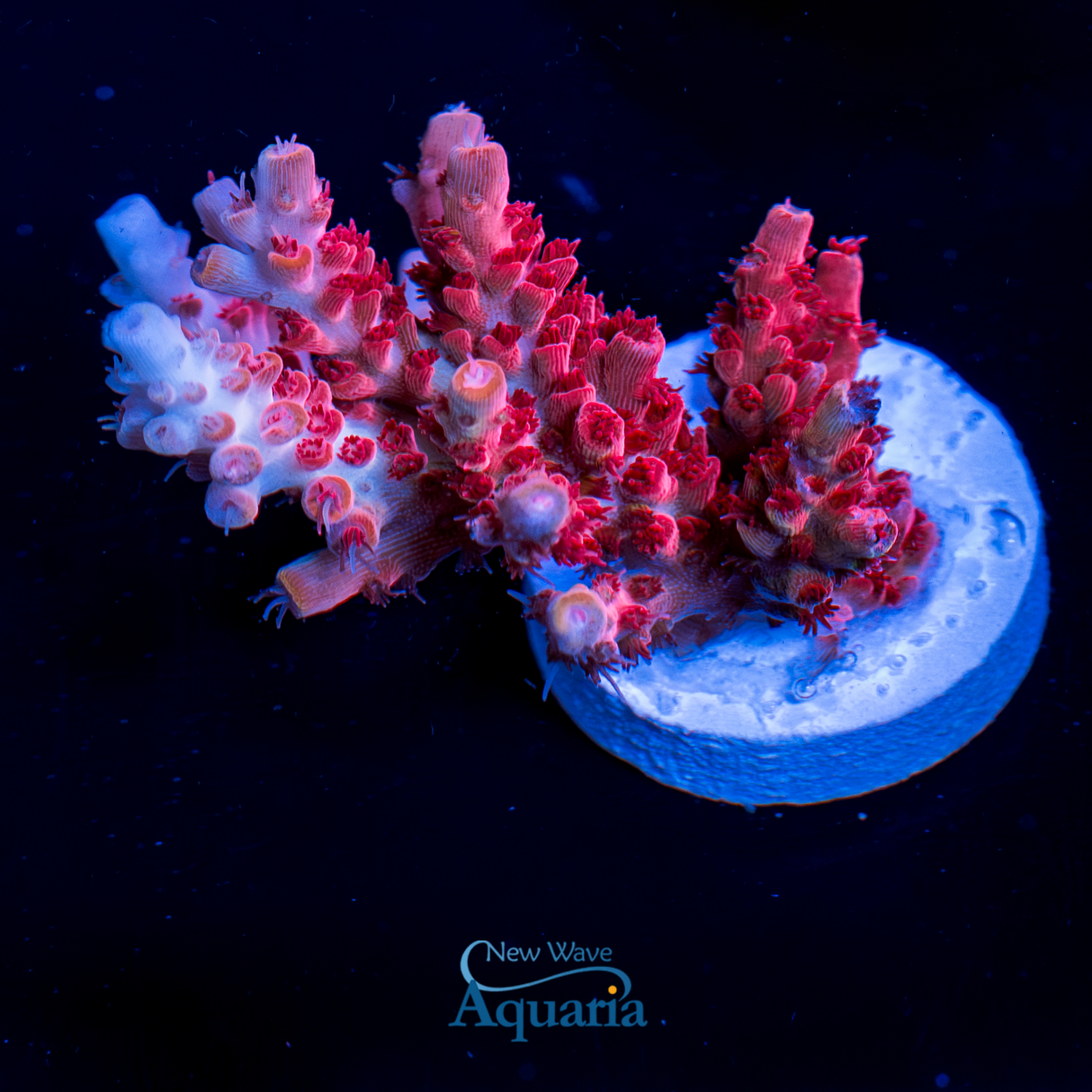 CB Maleficent Acro WYSIWYG