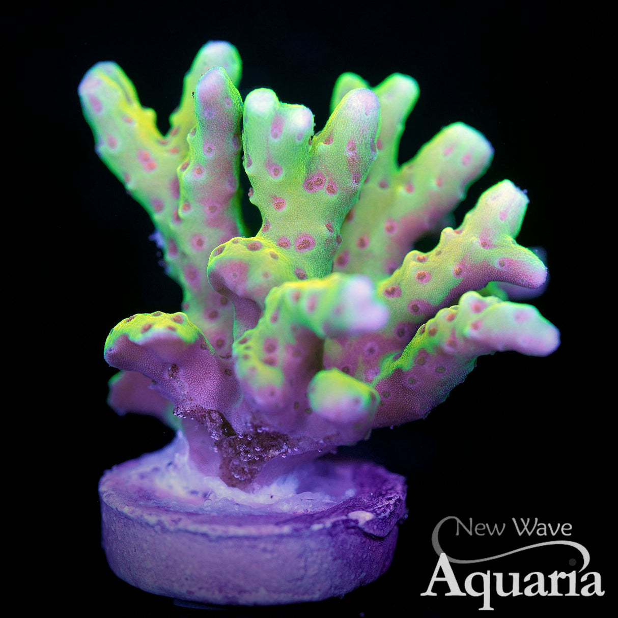 NWA Banana Hammock anacropora - WYSIWYG