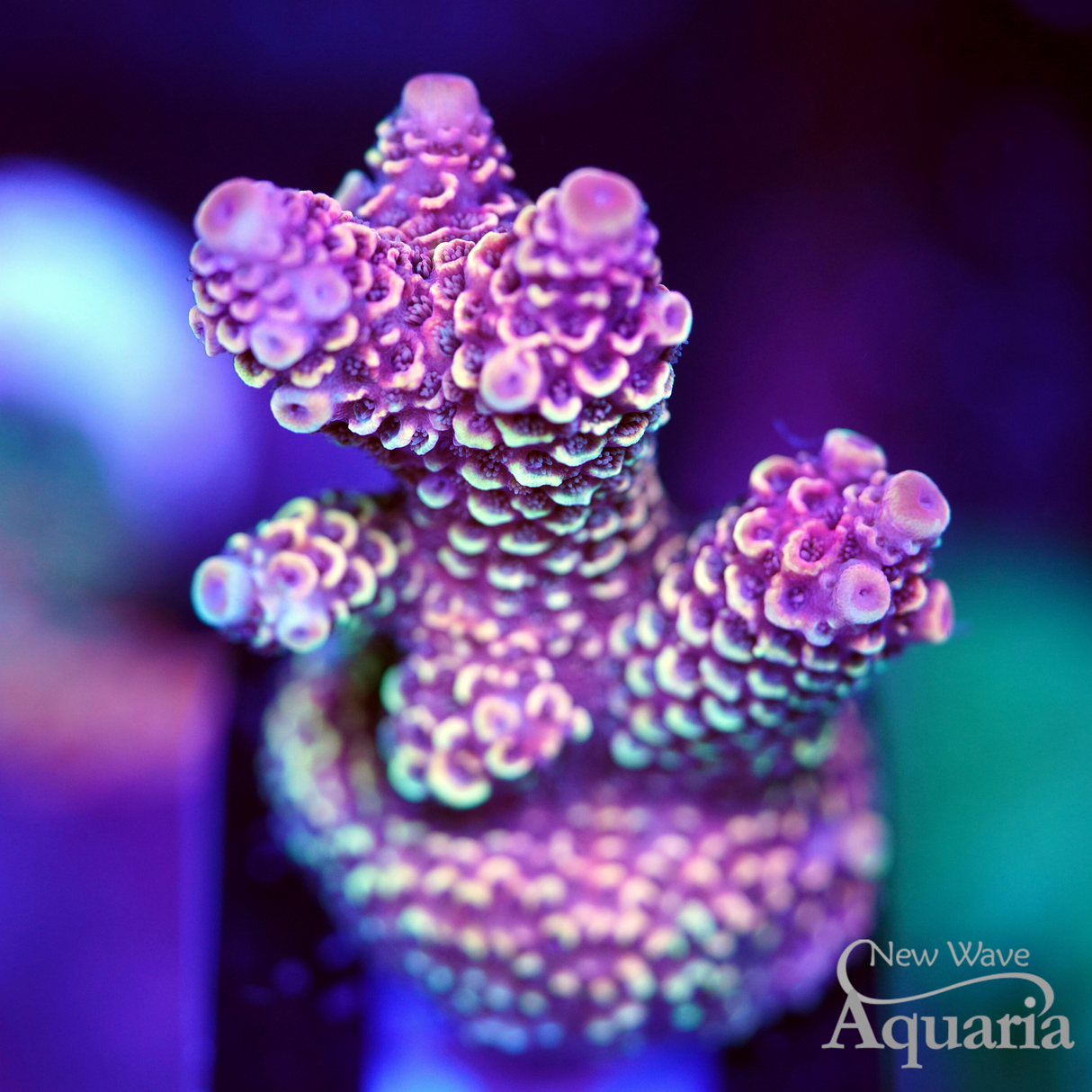 279 NWA Copperband Spathulata