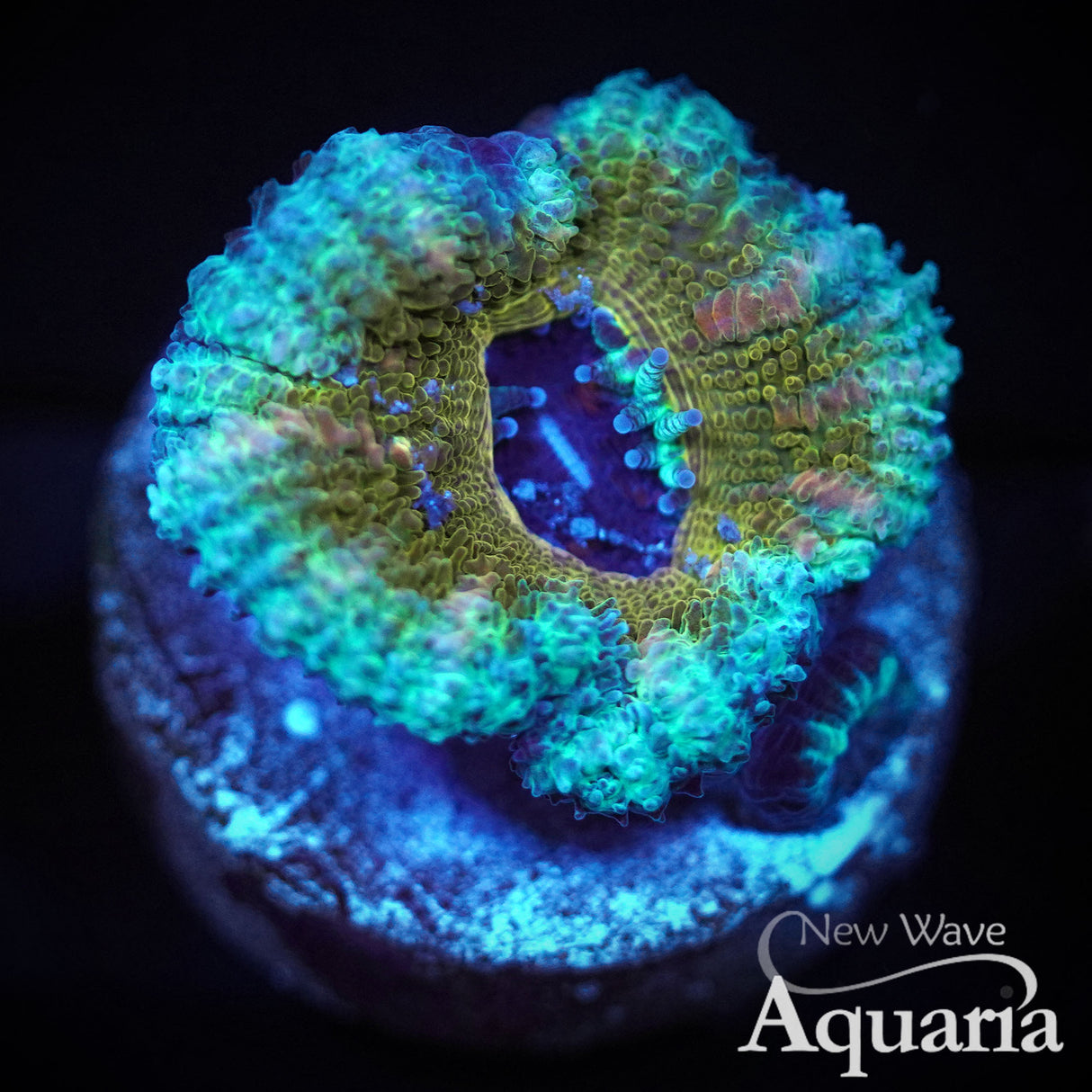 NWA Uranus Acan