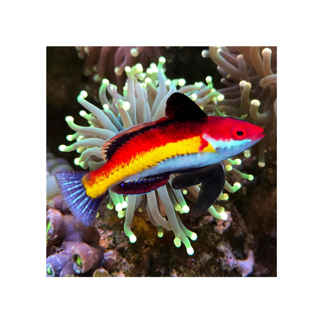 Naoko Fairy Wrasse