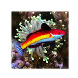 Naoko Fairy Wrasse