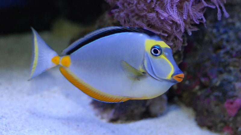 Naso Tang
