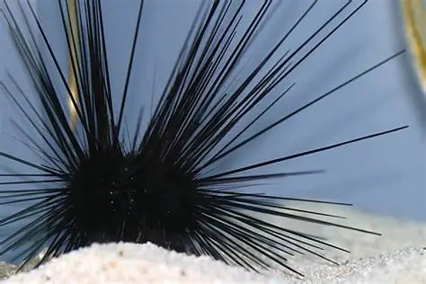 Long Spine Urchin