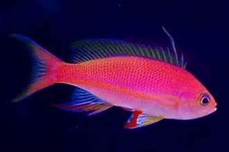 Resplendent Anthias