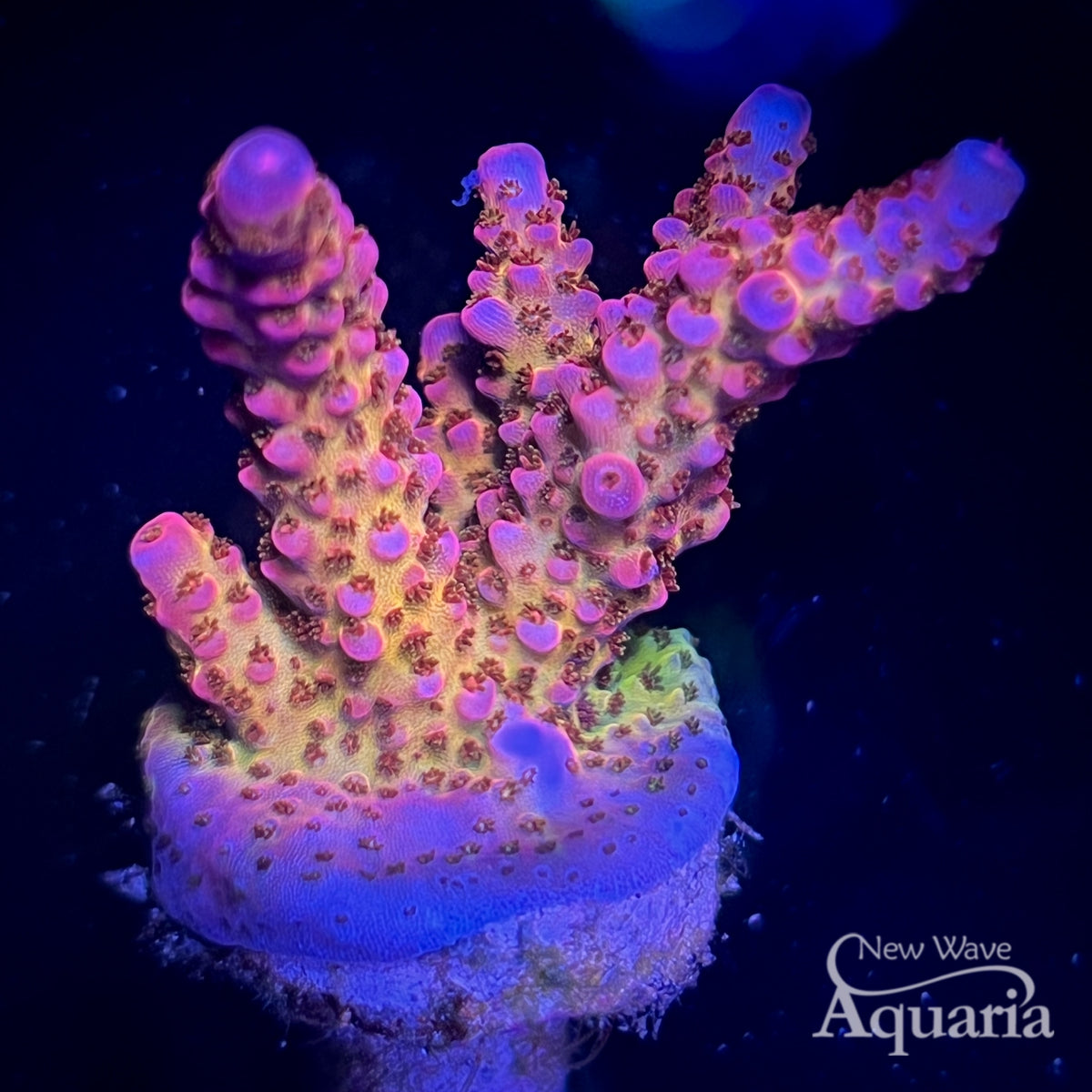 Rainbow Raspberry Acro 329 PC Rainbow Acro – New Wave Aquaria