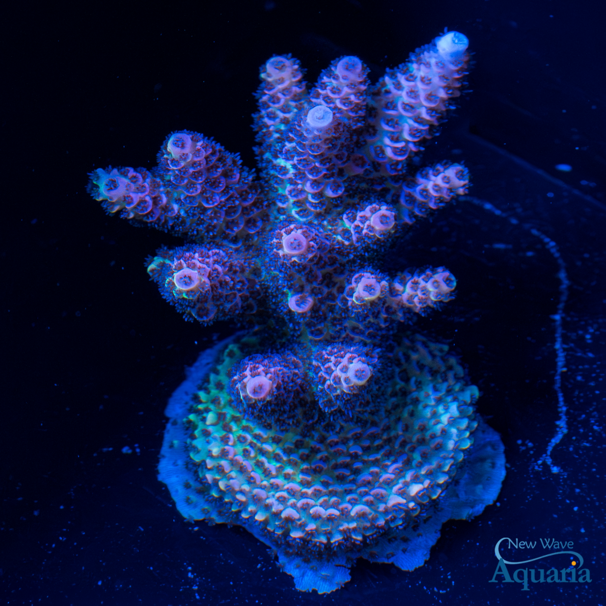 Peek-A-Blue Millepora