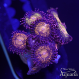 Pandora Zoa