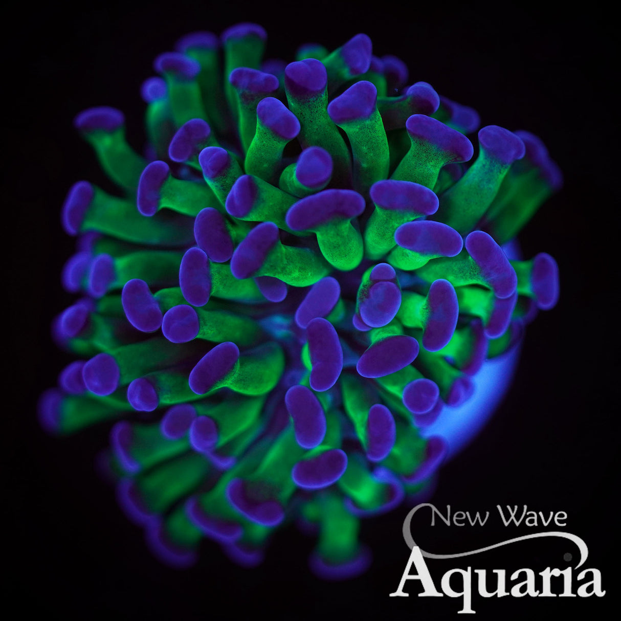 Purple Tip Bicolor Hammer