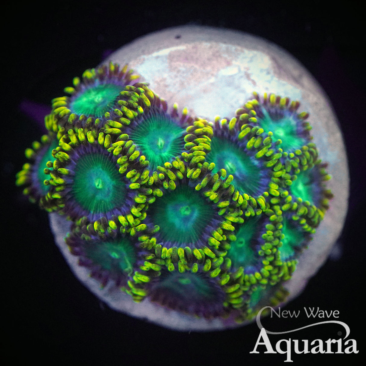 Radioactive Dragon Eye Zoa