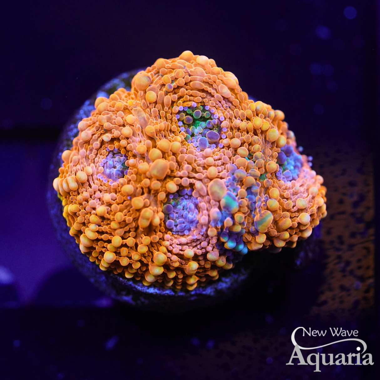 Orange Crush Rainbow Echinata