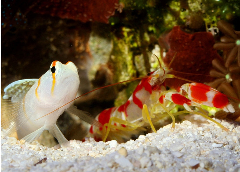 Randall’s Goby