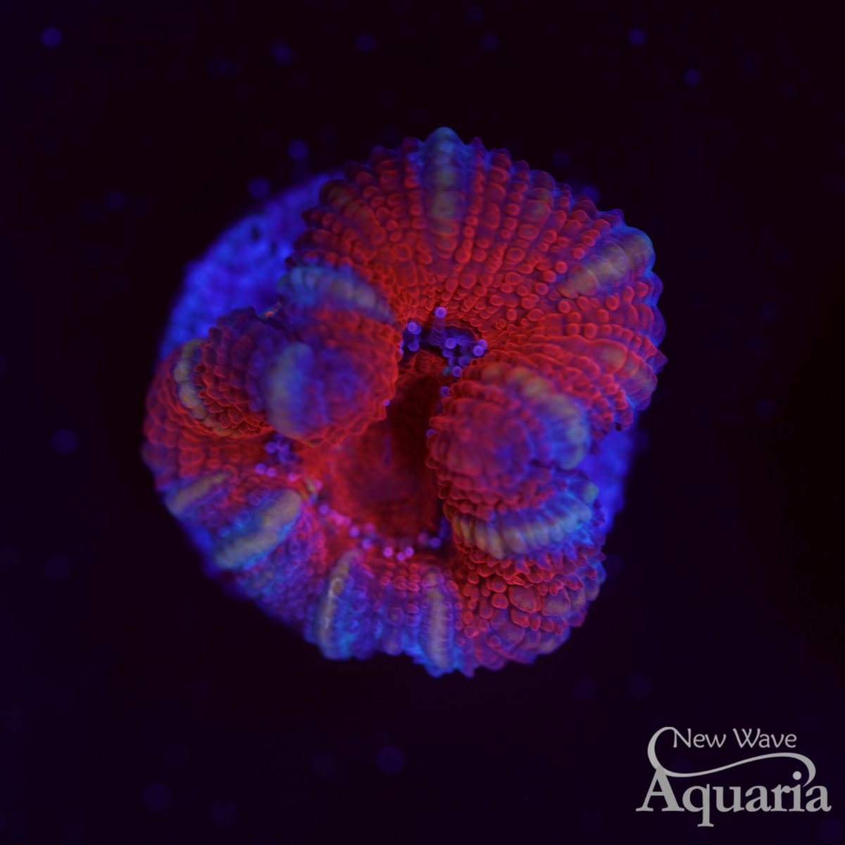 Red Acan *Pattern and Coloration may vary* – New Wave Aquaria