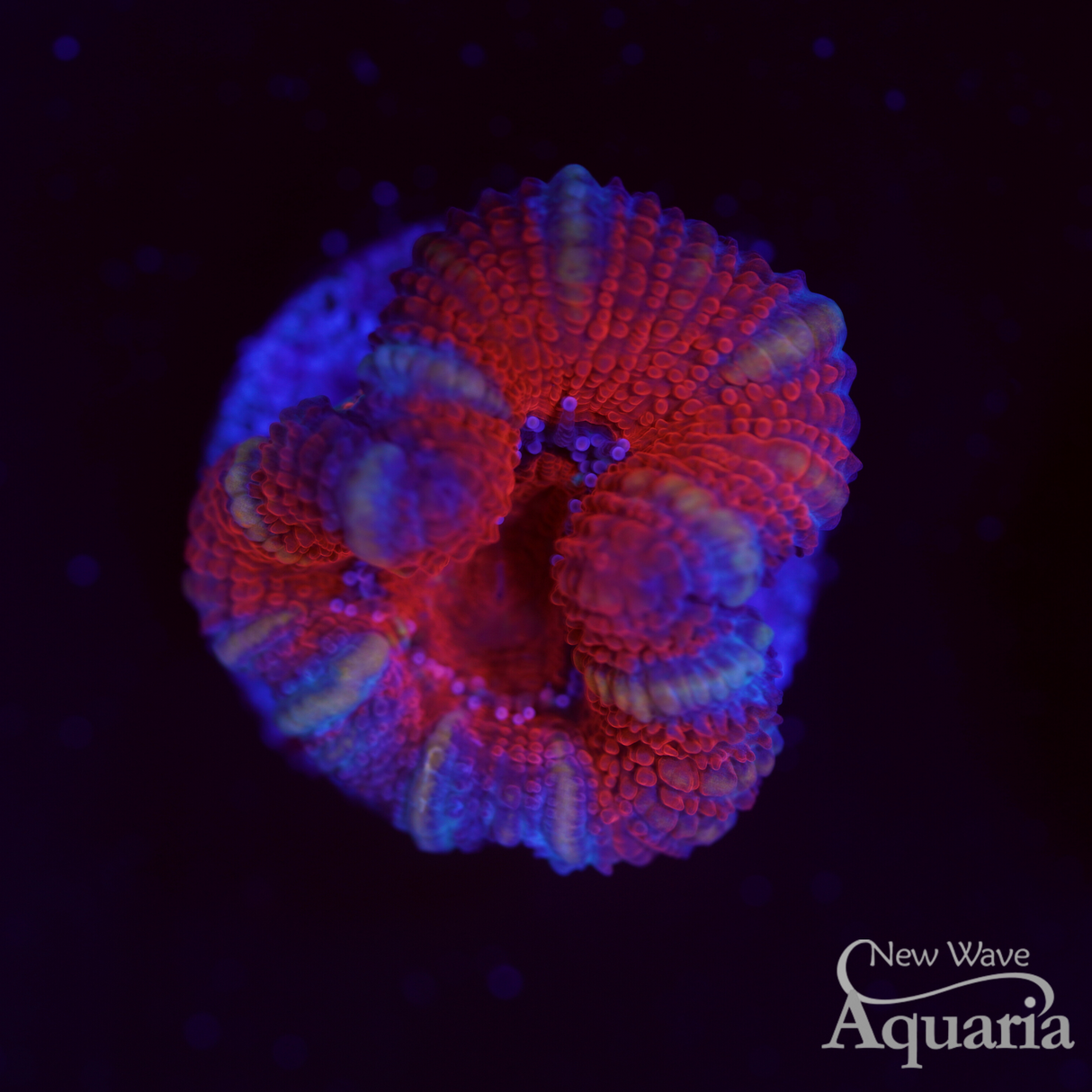 Red Acan *Pattern and Coloration may vary*