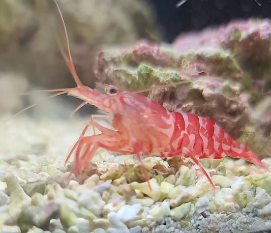 Kuekenthals Cleaner Shrimp