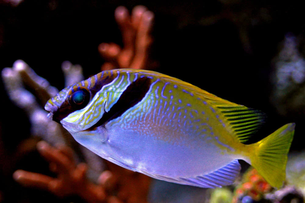 Scribbled Rabbitfish
