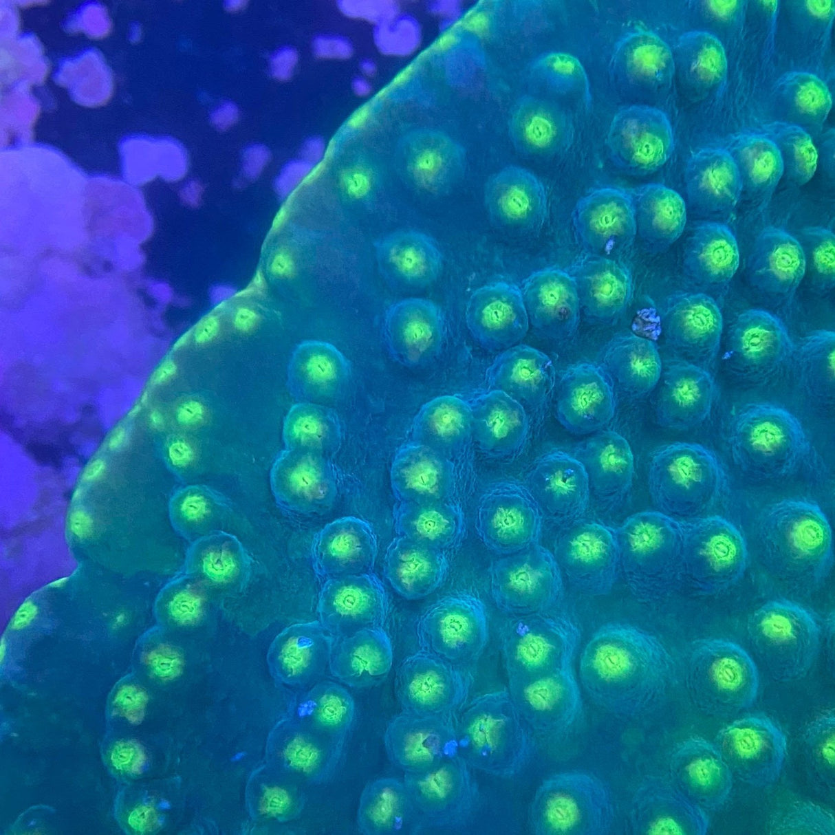 Blue-Green Scroll Coral