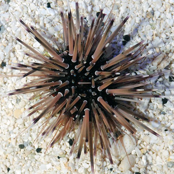 Short Spine Urchin