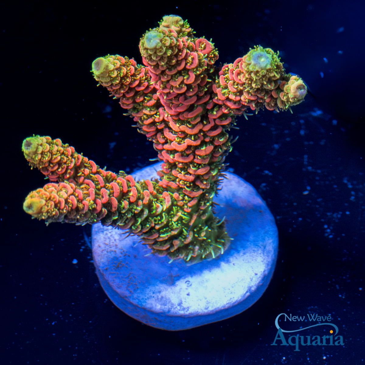 425: JF Solar Flare Milli – New Wave Aquaria
