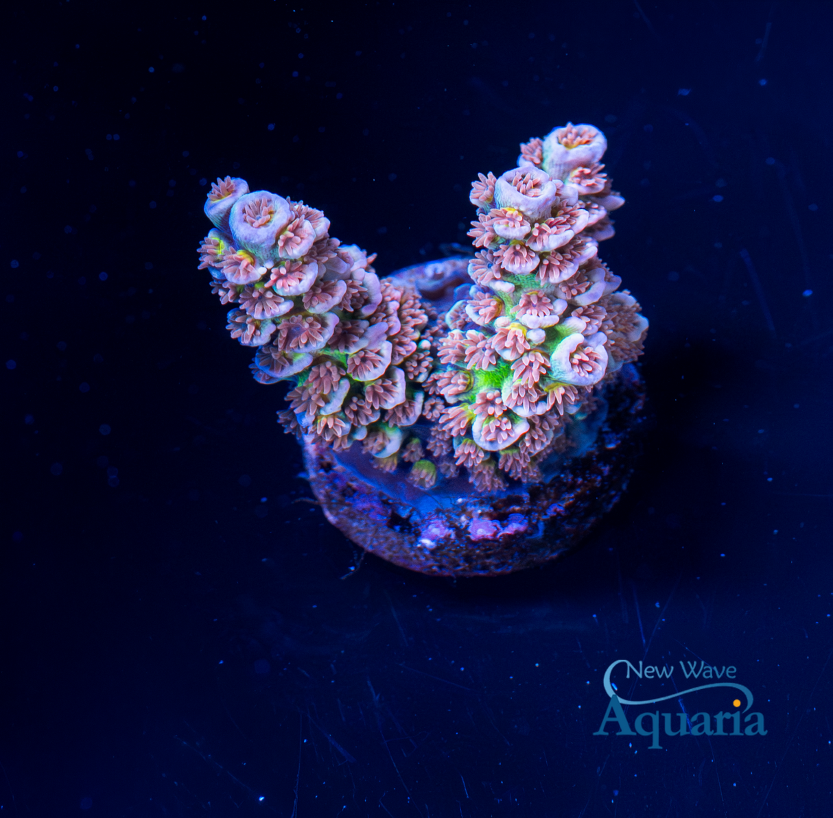 TSA Stan Lee Tenuis WYSIWYG