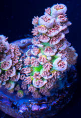 TSA Stan Lee Tenuis WYSIWYG