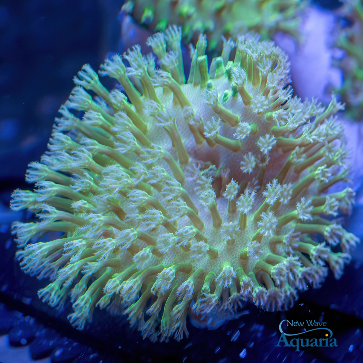 Long Polyp Neon Green Toadstool WYSIWYG