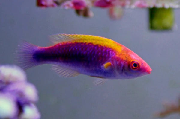 Lubbock’s Fairy Wrasse