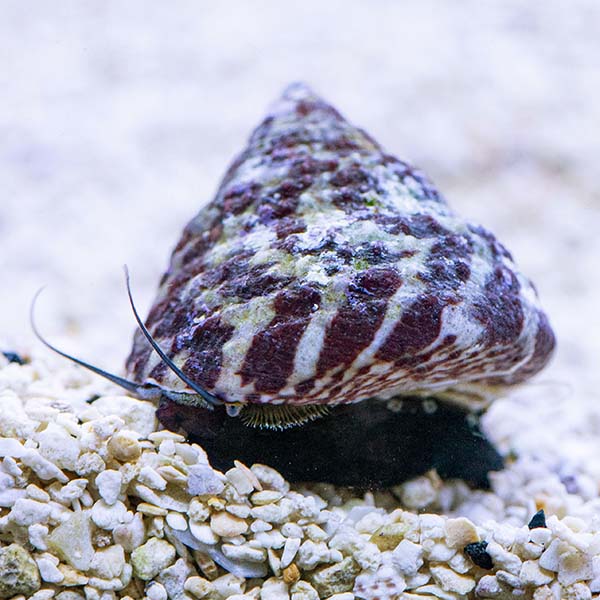 Black Foot Trochus Snail - 6 Pack