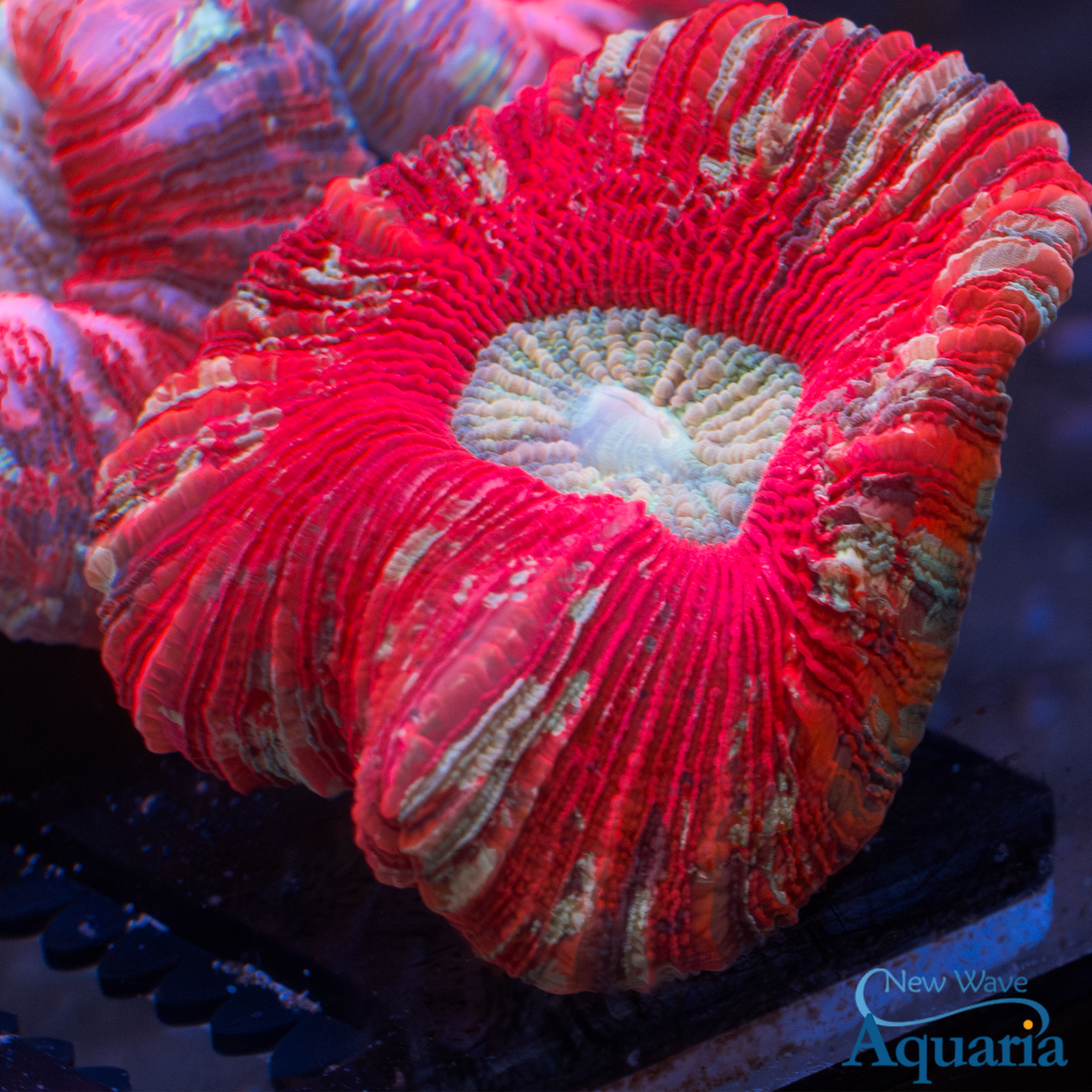 Ultra Rainbow Wellso WYSIWYG