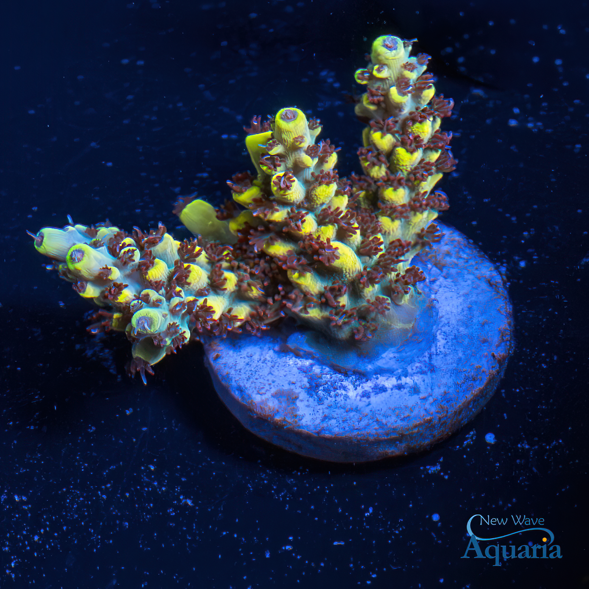 Reef Raft Pink Floyd WYSIWYG