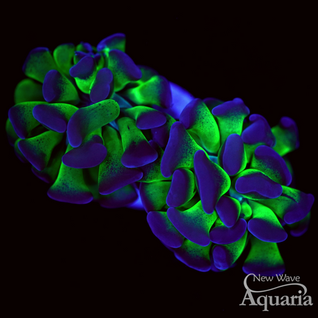 Purple Tip Bicolor Hammer