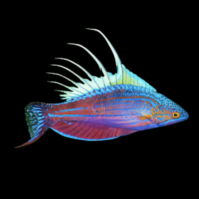 Blue Flasher Wrasse
