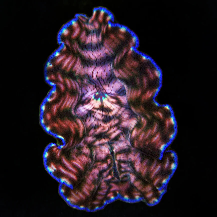 Biota Derasa Clam 2-3"