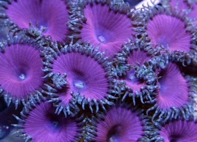 Purple Death Paly