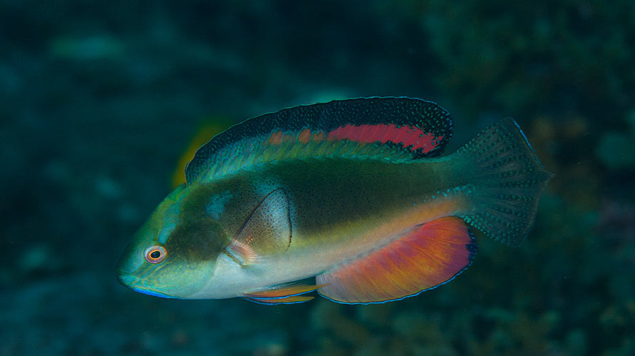 Black Fin Fairy Wrasse